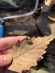 Neacoryphus bicrucis