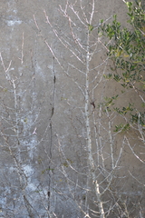 Pyrus bourgaeana