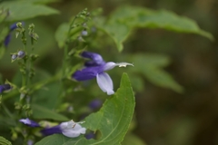 Salvia clarkcowanii