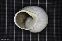 Levantina spiriplana