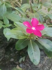 Catharanthus roseus image