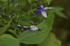 Salvia clarkcowanii