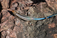 Trachylepis margaritifera