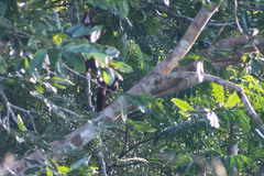 Alouatta seniculus