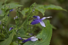 Salvia clarkcowanii