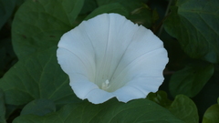 Calystegia silvatica