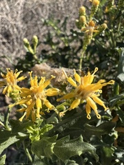 Isocoma acradenia var. eremophila