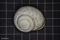 Levantina spiriplana