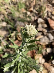 Pseudognaphalium biolettii