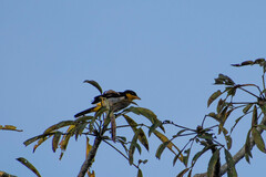 Hemithraupis flavicollis