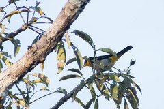 Hemithraupis flavicollis