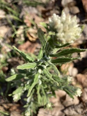 Pseudognaphalium biolettii