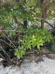 Rhizophora mangle