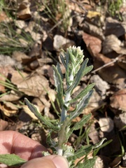 Pseudognaphalium biolettii