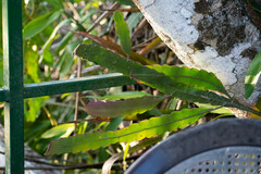Epiphyllum phyllanthus