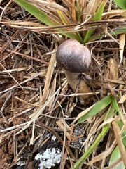 Chroogomphus vinicolor