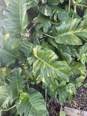 Epipremnum
