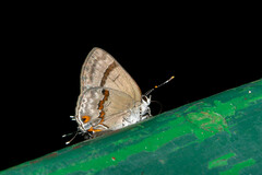 Rubroserrata ecbatana