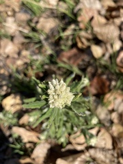 Pseudognaphalium biolettii