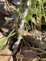 Pseudognaphalium biolettii