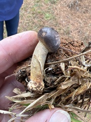 Chroogomphus vinicolor