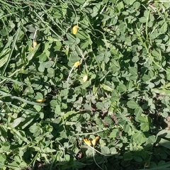 Arachis pintoi