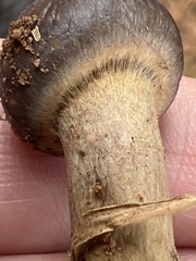 Chroogomphus vinicolor