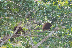 Alouatta seniculus