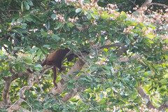 Alouatta seniculus