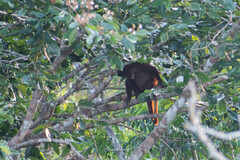Alouatta seniculus