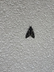 Cocytius antaeus