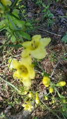 Aureolaria grandiflora
