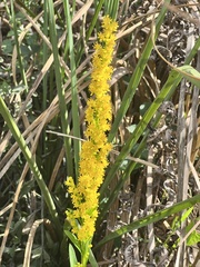 Solidago virgata