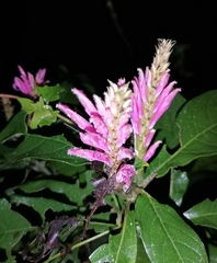 Justicia carnea