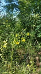 Aureolaria grandiflora