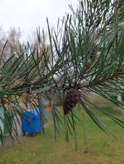 Pinus sylvestris