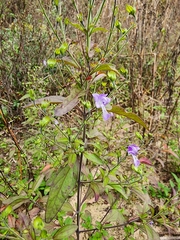 Trichostema