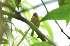 Mionectes oleagineus