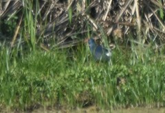 Porphyrio porphyrio