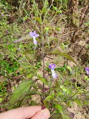 Trichostema