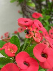 Frieseomelitta nigra