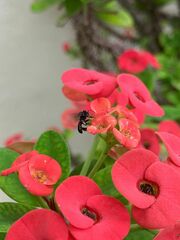 Frieseomelitta nigra