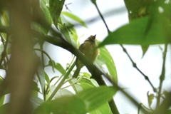 Mionectes oleagineus