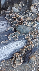 Punctularia strigosozonata