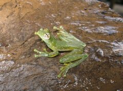 Sachatamia albomaculata