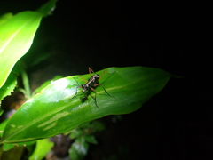 Cicindelinae