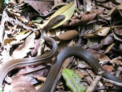 Mastigodryas melanolomus