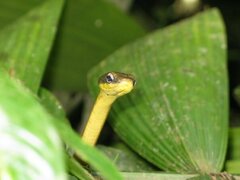 Phrynonax poecilonotus