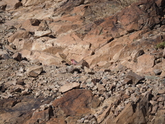 Carpodacus synoicus