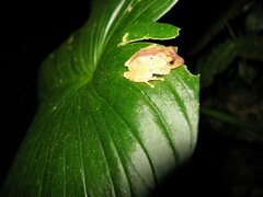 Pristimantis cruentus